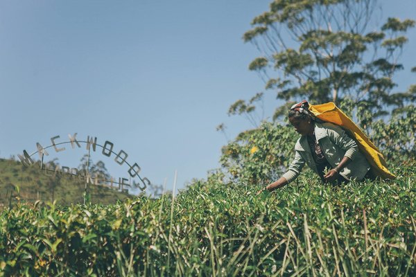 Comment organiser une visite des plantations de thé au Sri Lanka?