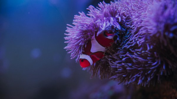 Comment organiser une plongée en apnée dans les récifs coralliens de la mer Rouge ?